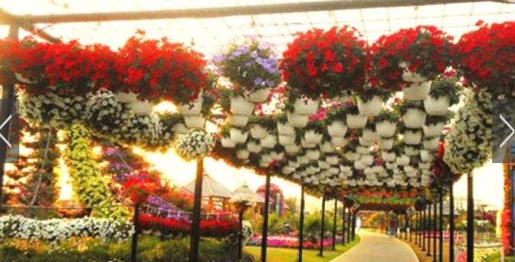 世界上最大的花园：迪拜奇迹花园，到底有多奇迹